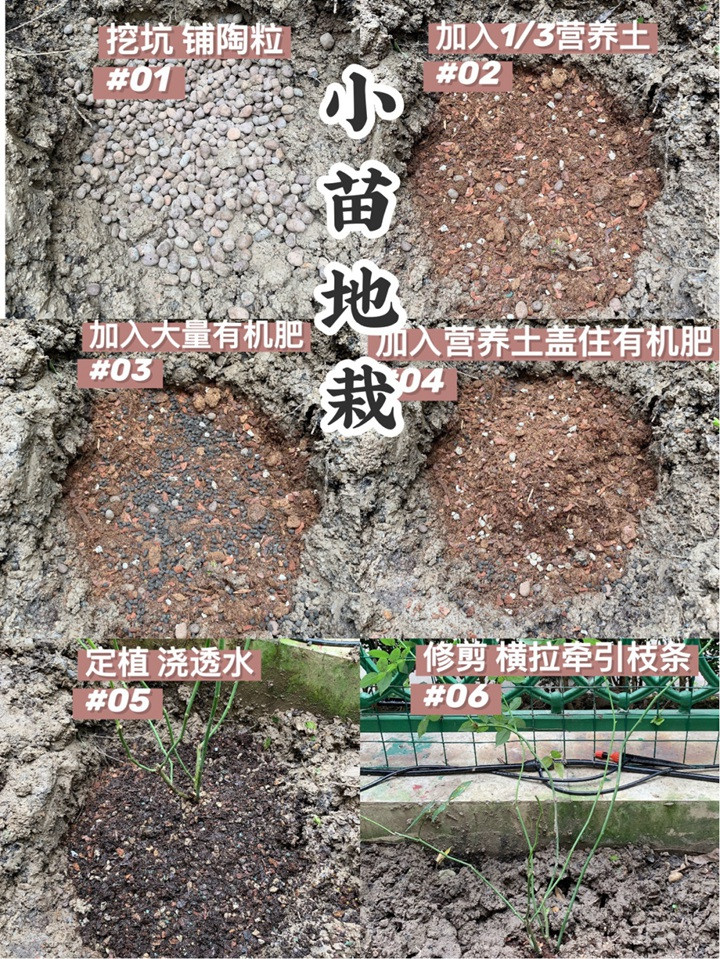 月季小苗快速养大全攻略 月季小苗快速养大全攻略