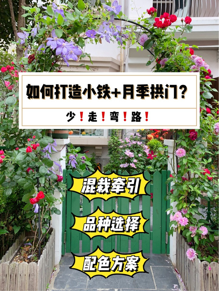 铁线莲+月季混搭指南 铁线莲+月季混搭指南