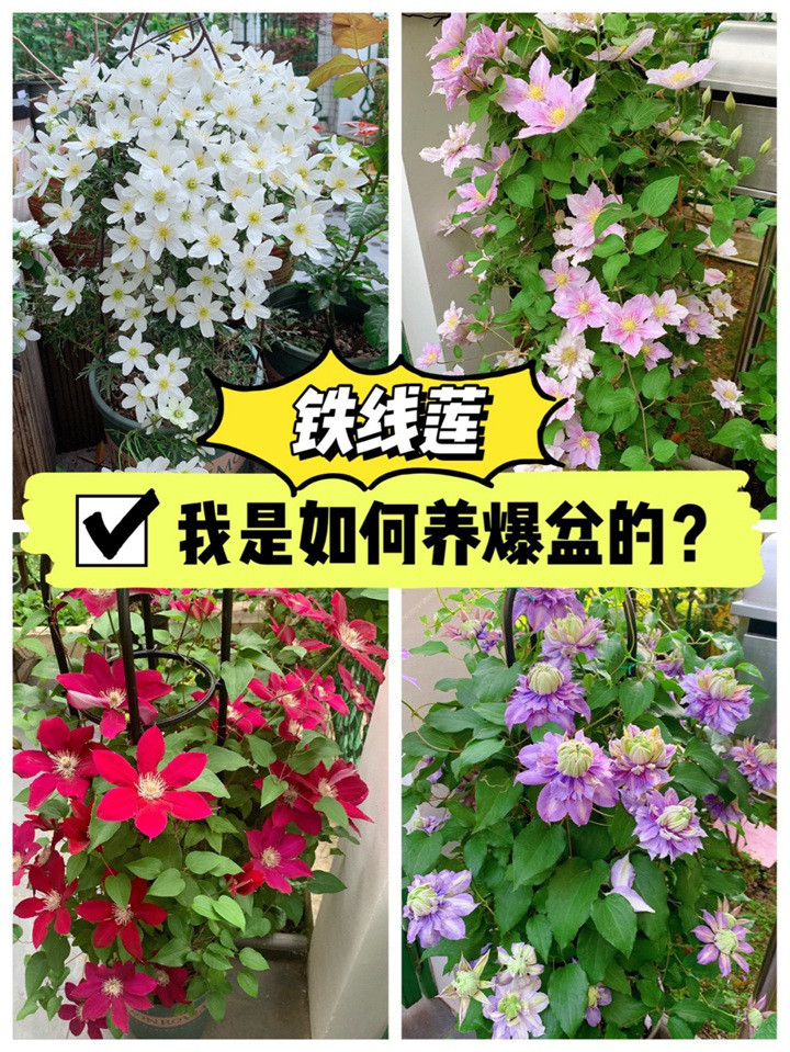 手把手教你铁线莲的爆盆秘笈 手把手教你铁线莲的爆盆秘笈