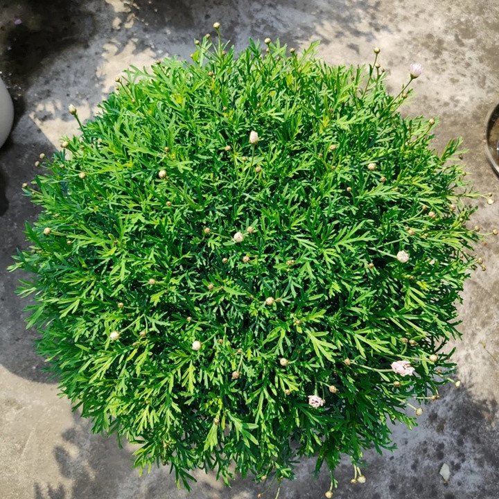 玛格丽特菊种植日记 玛格丽特菊种植日记