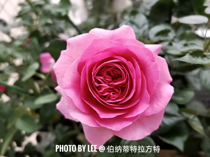 伯纳蒂特拉方特Bernadette Lafont 伯纳蒂特拉方特Bernadette Lafont