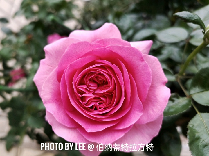 伯纳蒂特拉方特Bernadette Lafont 伯纳蒂特拉方特Bernadette Lafont