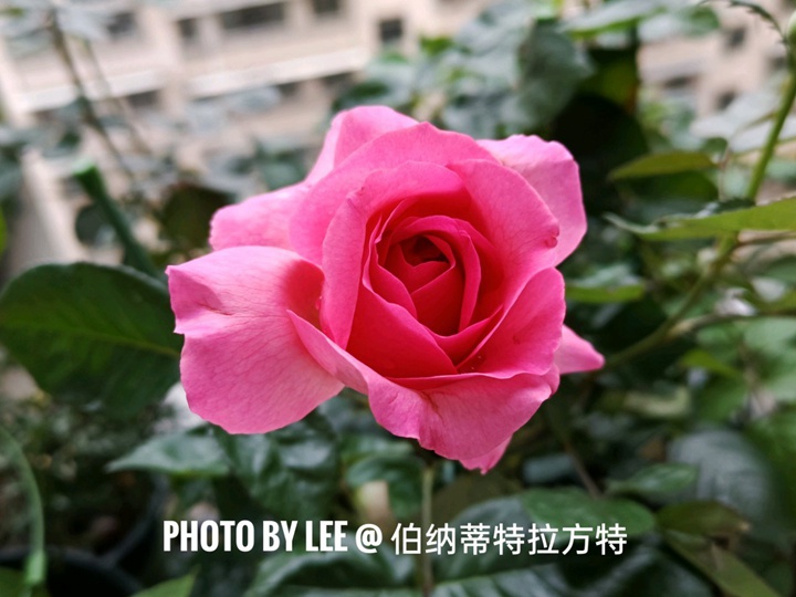 伯纳蒂特拉方特Bernadette Lafont 伯纳蒂特拉方特Bernadette Lafont
