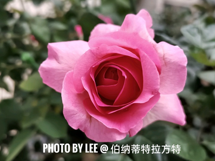 伯纳蒂特拉方特Bernadette Lafont 伯纳蒂特拉方特Bernadette Lafont