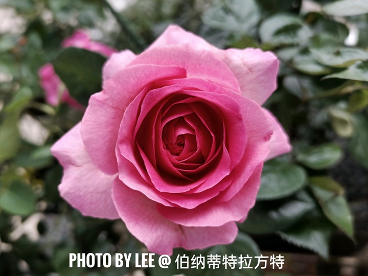 伯纳蒂特拉方特Bernadette Lafont 伯纳蒂特拉方特Bernadette Lafont