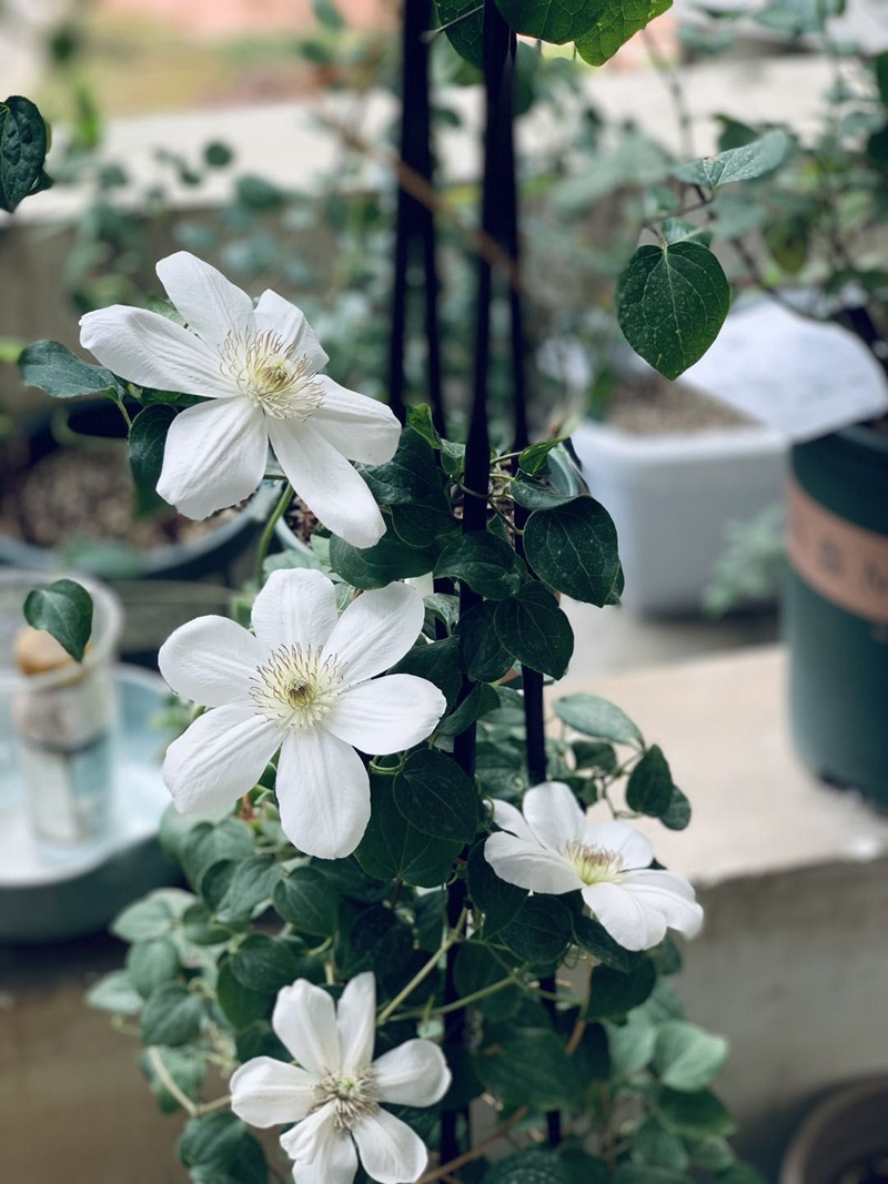 铁线莲的花后修剪和盘扎你们都会吗? 铁线莲的花后修剪和盘扎你们都会吗?