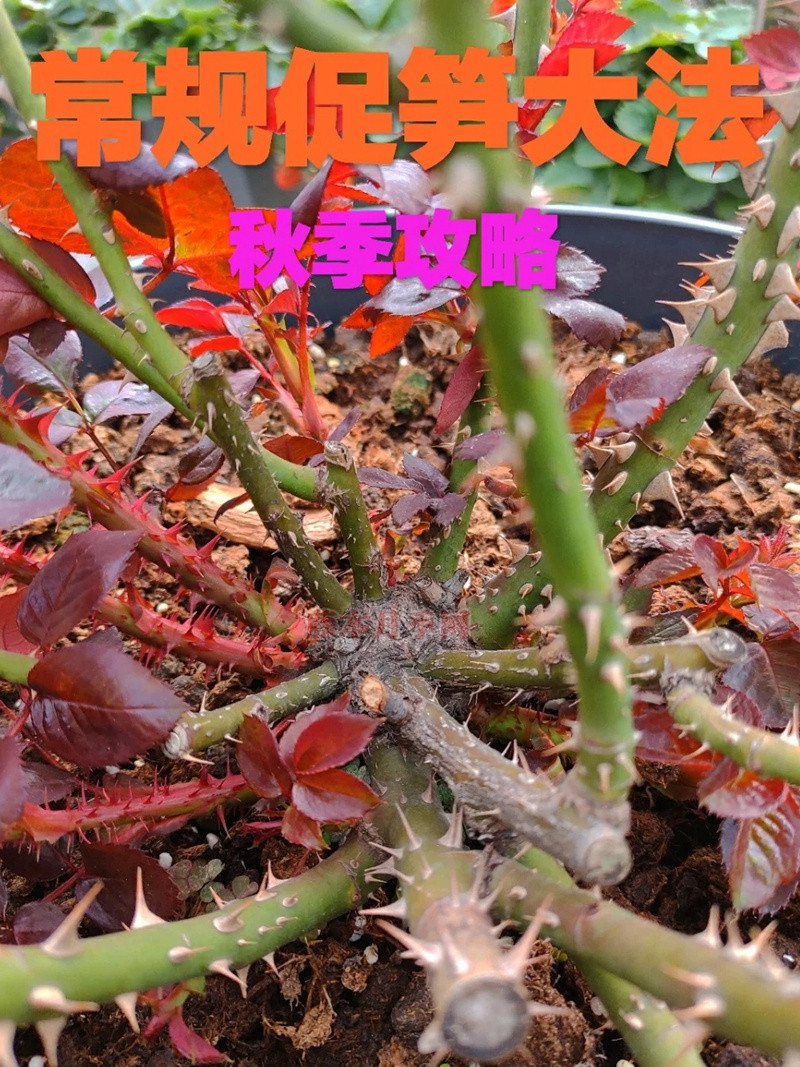 春秋季月季花后常规促笋方法 春秋季月季花后常规促笋方法