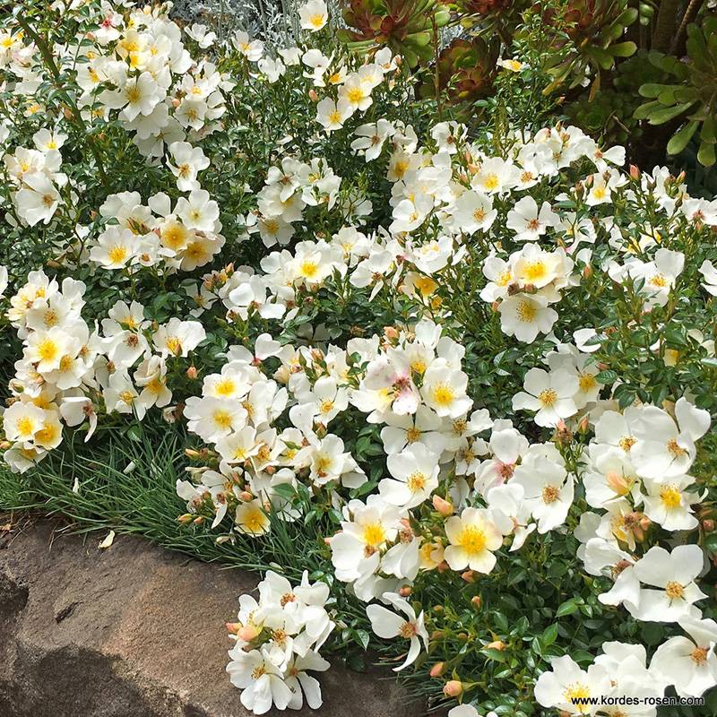 小梨花Sonnenröschen 小梨花Sonnenröschen