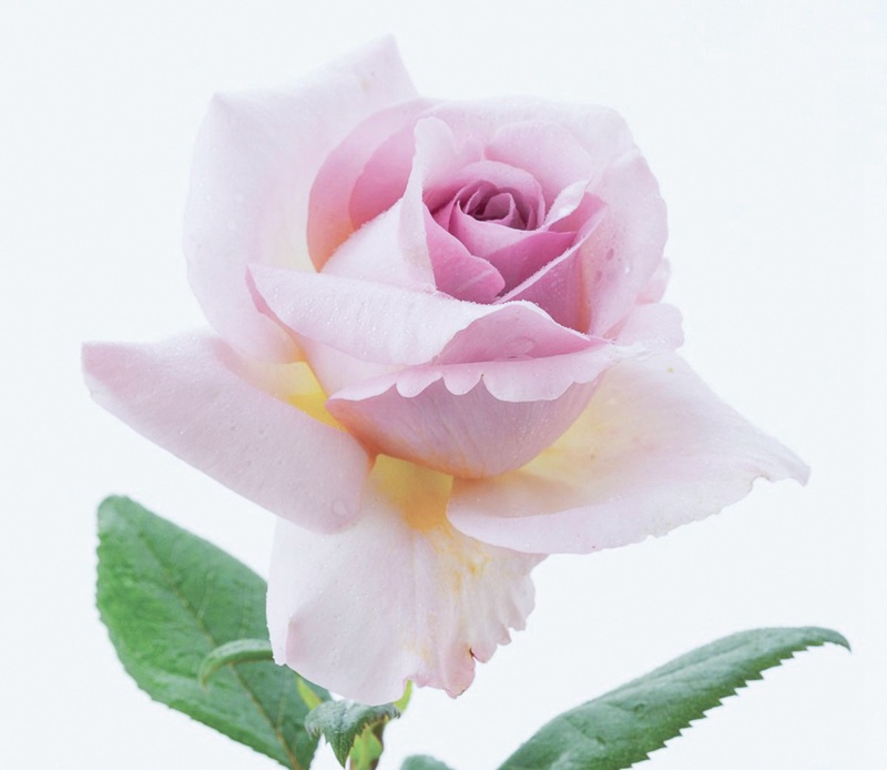 荣耀 The Pride 荣耀 The Pride