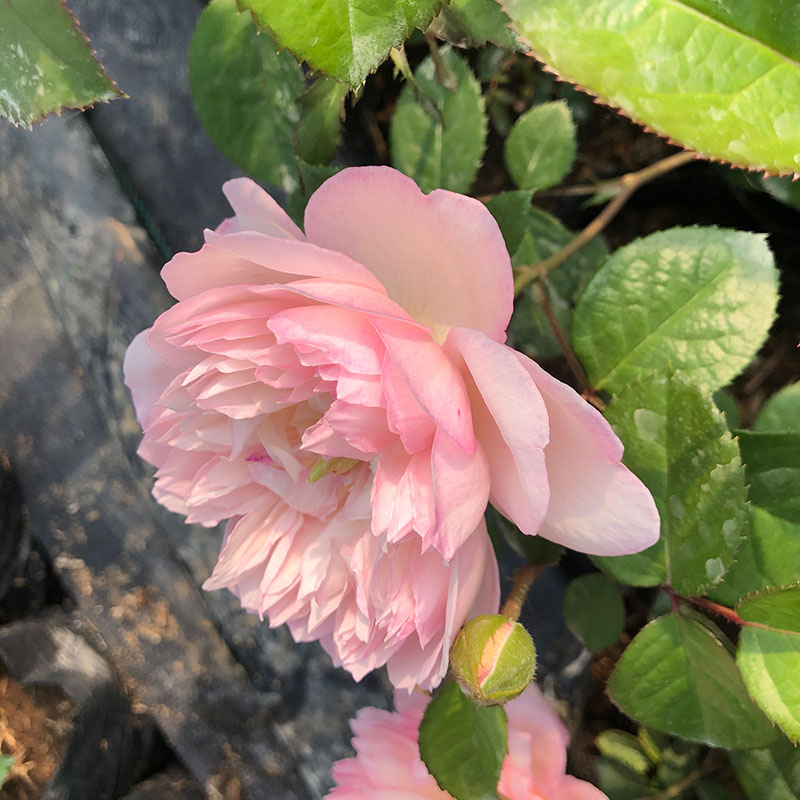 颍荷 颍荷