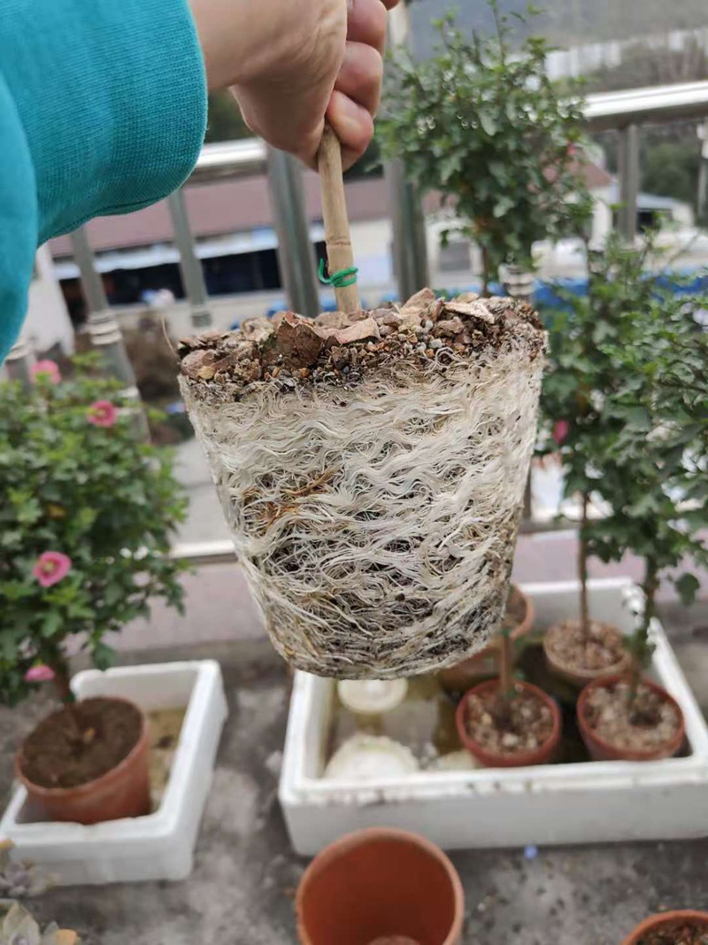 玛格丽特棒棒糖种苗养杆篇 玛格丽特棒棒糖种苗养杆篇