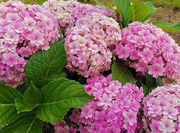 花手鞠 花手鞠