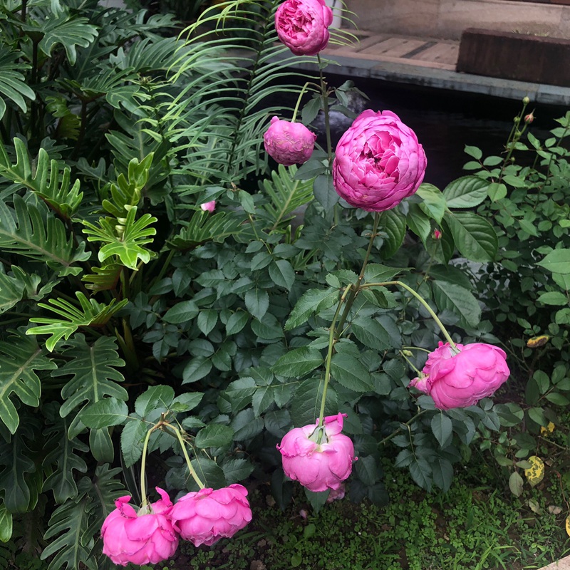 为了你的家庭 为了你的家庭For Your Home