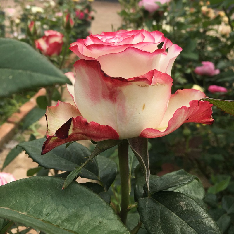 甜蜜浆果 甜蜜浆果
