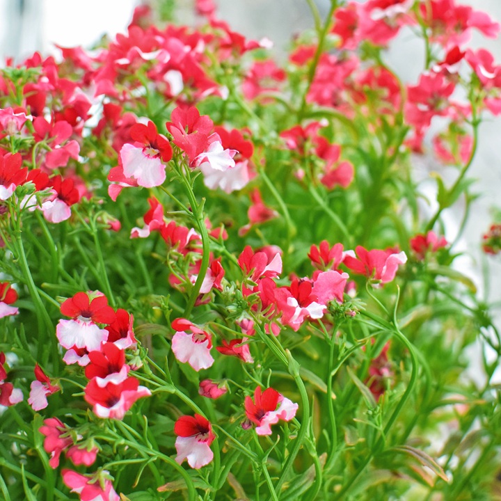 龙面花 龙面花