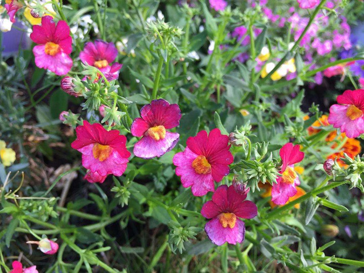 龙面花 龙面花