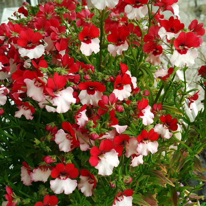 龙面花 龙面花