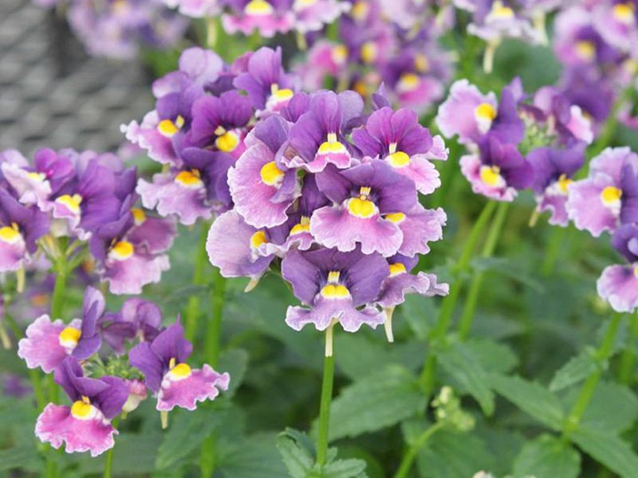 龙面花 龙面花