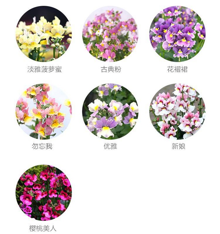龙面花 龙面花