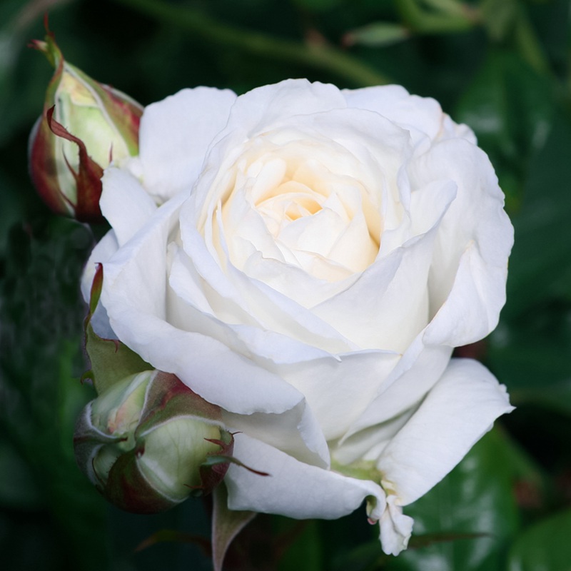 克劳斯·达尔比Claus Dalby 克劳斯·达尔比Claus Dalby