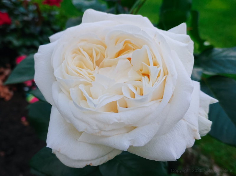 克劳斯·达尔比Claus Dalby 克劳斯·达尔比Claus Dalby