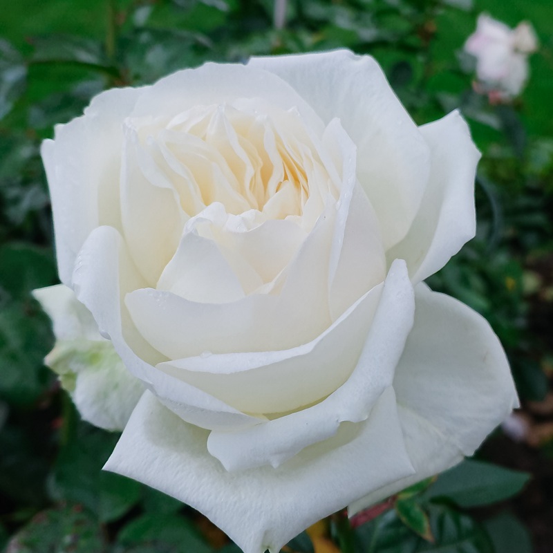 克劳斯·达尔比Claus Dalby 克劳斯·达尔比Claus Dalby