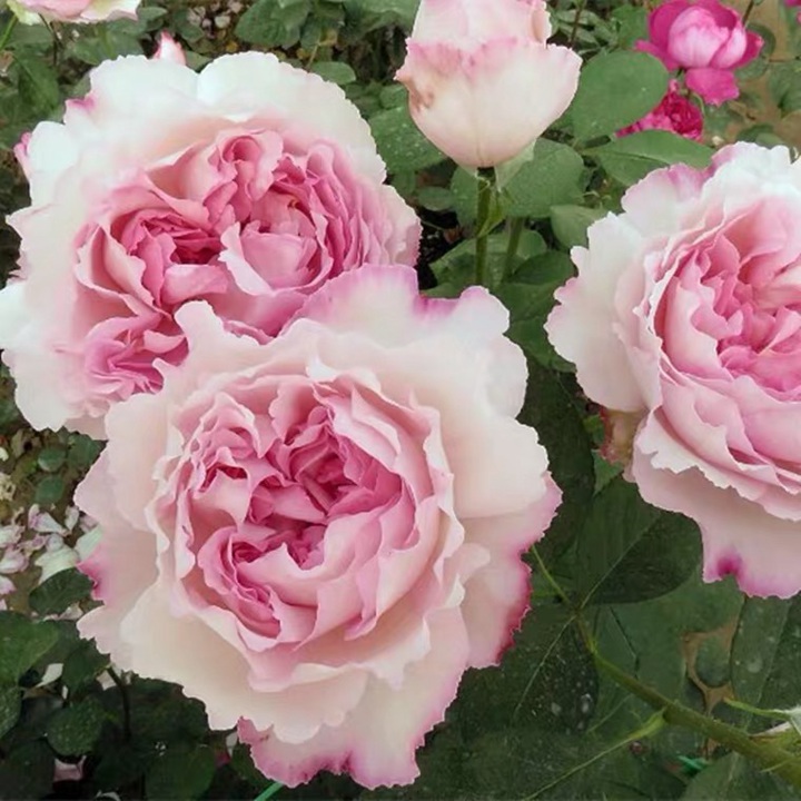 伊芙芳香催眠 伊芙芳香催眠