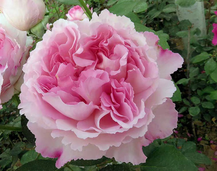 伊芙芳香催眠 伊芙芳香催眠