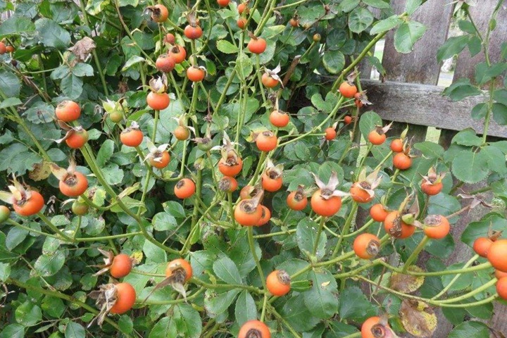 月季花种子怎样种才能出? 月季花种子怎样种才能出?