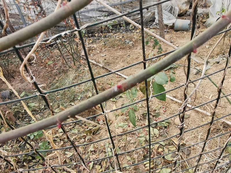聊一聊有关于月季枝条老化这个问题 聊一聊有关于月季枝条老化这个问题