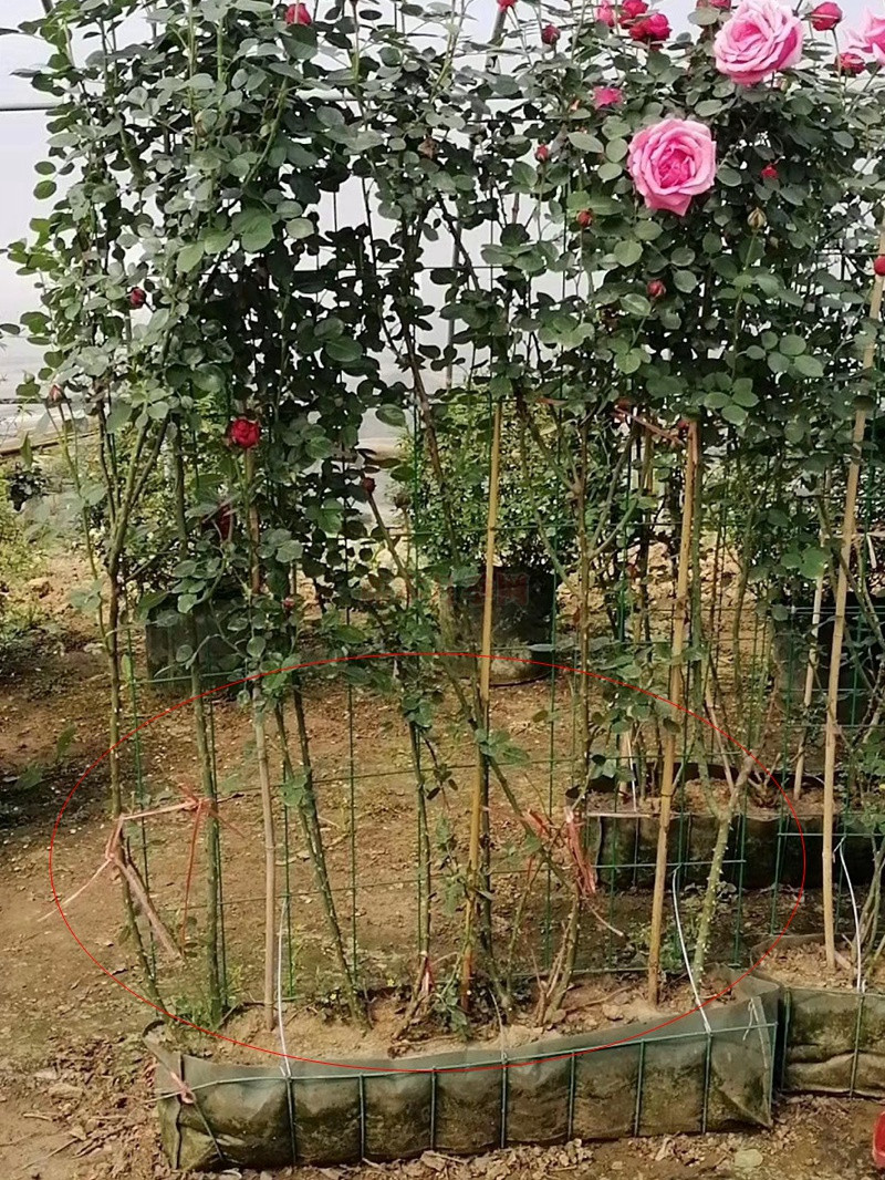 聊一聊有关于月季枝条老化这个问题 聊一聊有关于月季枝条老化这个问题
