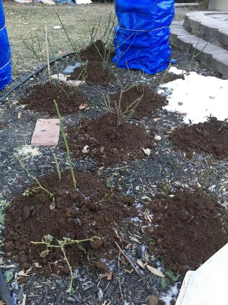 各地花友月季防寒措施分享 各地花友月季防寒措施分享