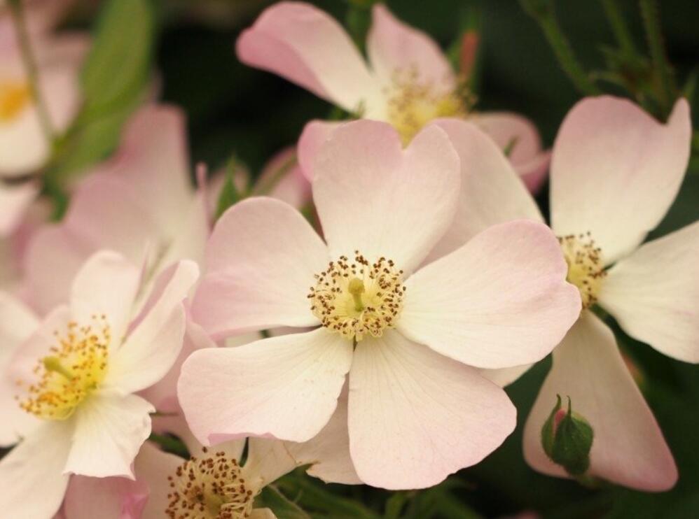 莉达Lyda Rose 莉达Lyda Rose