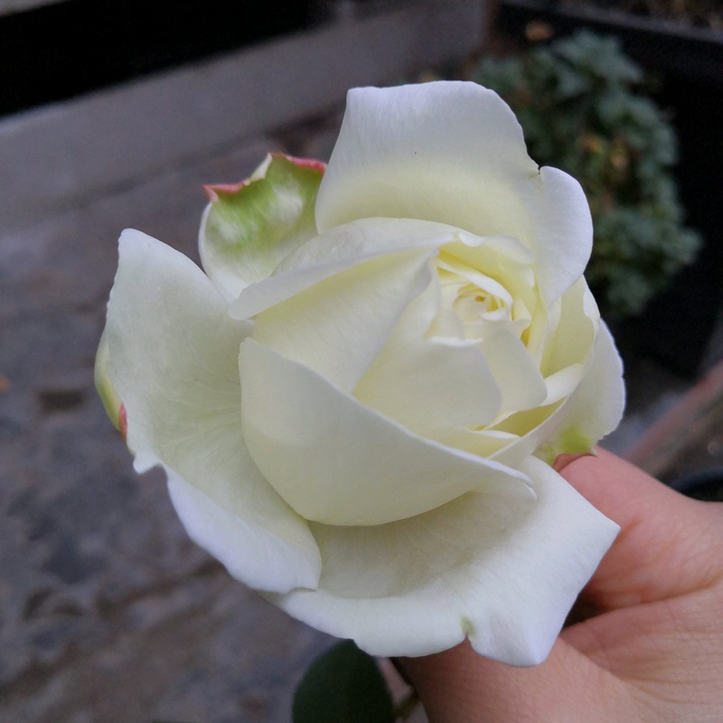 伊芙白法师伯爵 伊芙白法师伯爵White Master Piaget
