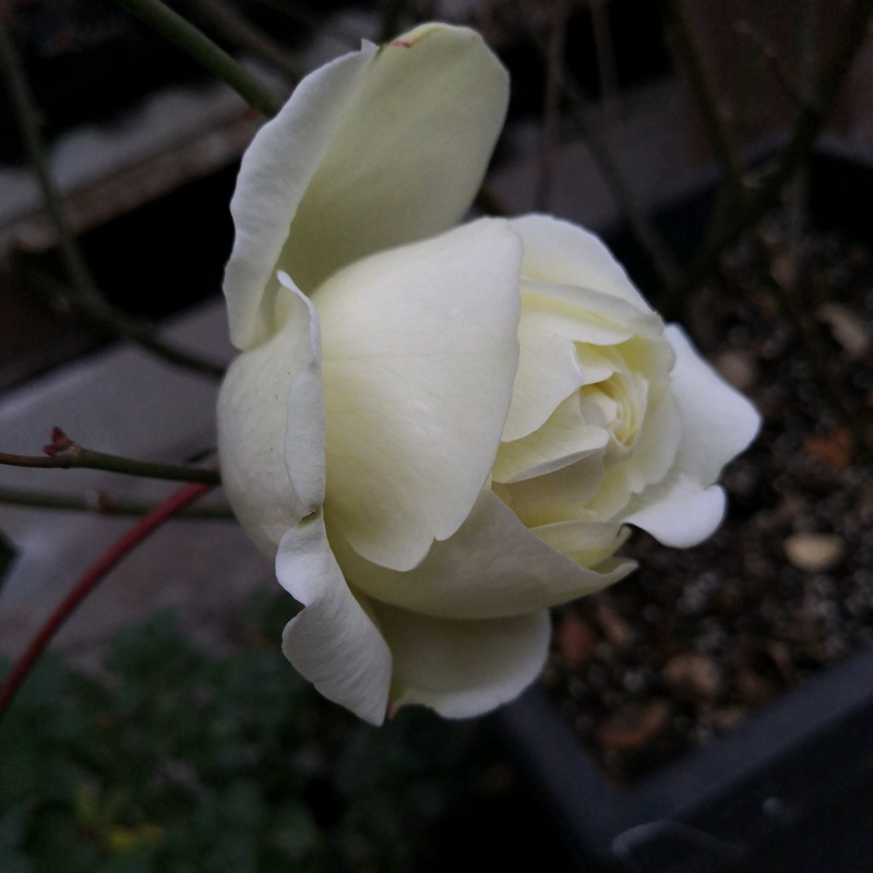 伊芙白法师伯爵 伊芙白法师伯爵