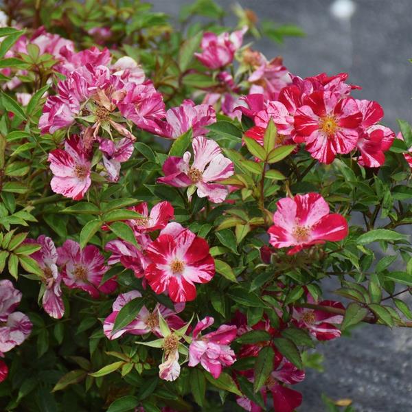 花风火 花风火