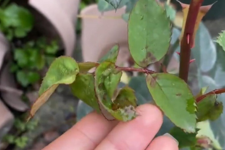 霜霉病 霜霉病
