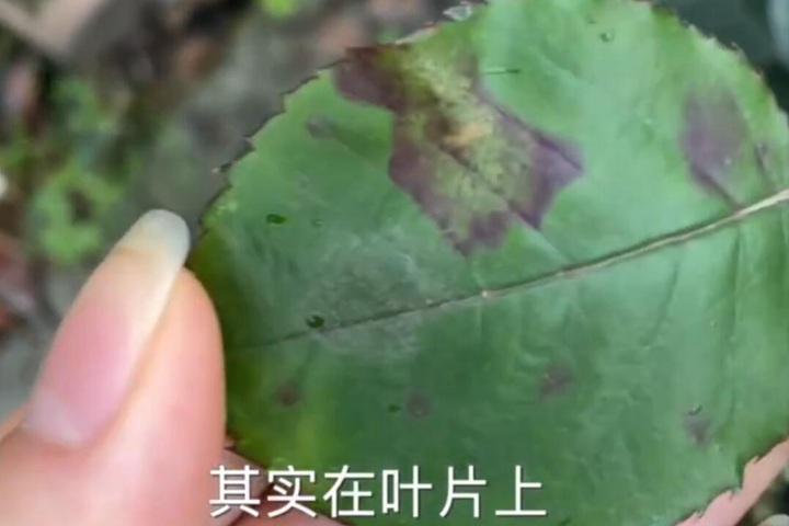 霜霉病 霜霉病