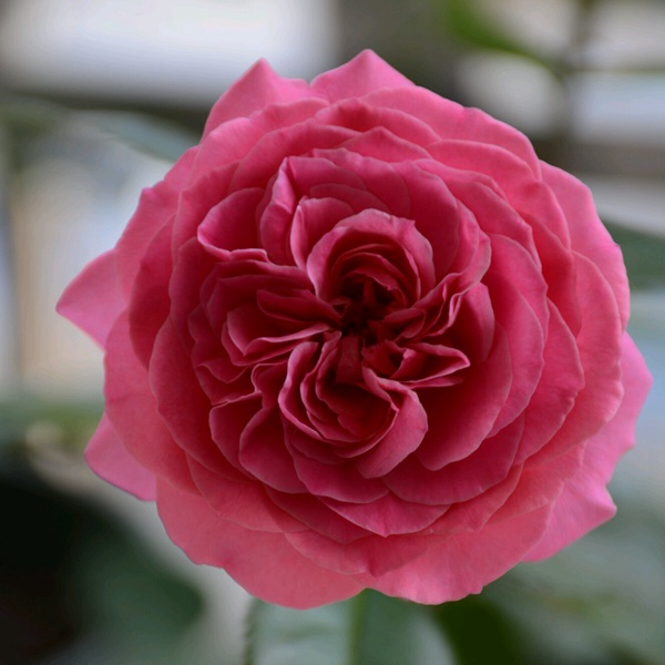 伯纳黛特 伯纳黛特·拉芳特Bernadette Lafont