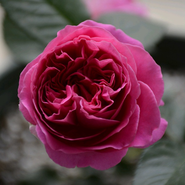 伯纳黛特 伯纳黛特·拉芳特Bernadette Lafont
