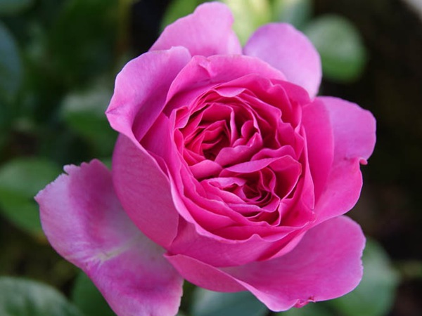 伯纳黛特·拉芳特 伯纳黛特·拉芳特