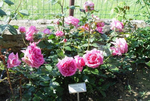 伯纳黛特 伯纳黛特·拉芳特Bernadette Lafont