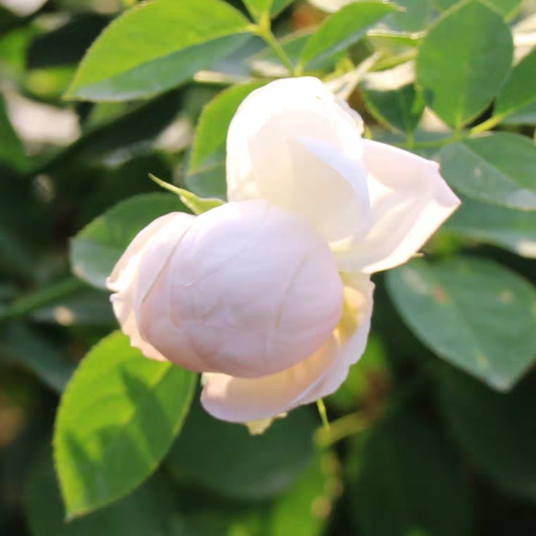 小白兔 小白兔