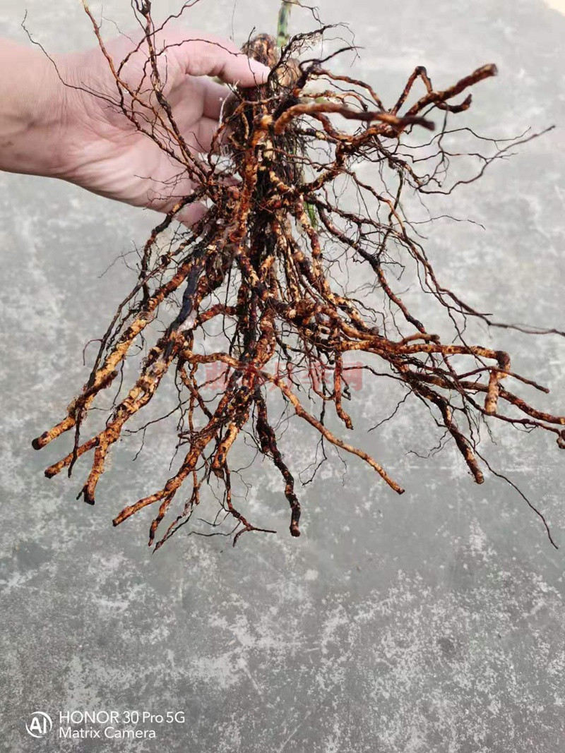 月季蓝莓蛋糕开箱及种植方法分享 月季蓝莓蛋糕开箱及种植方法分享