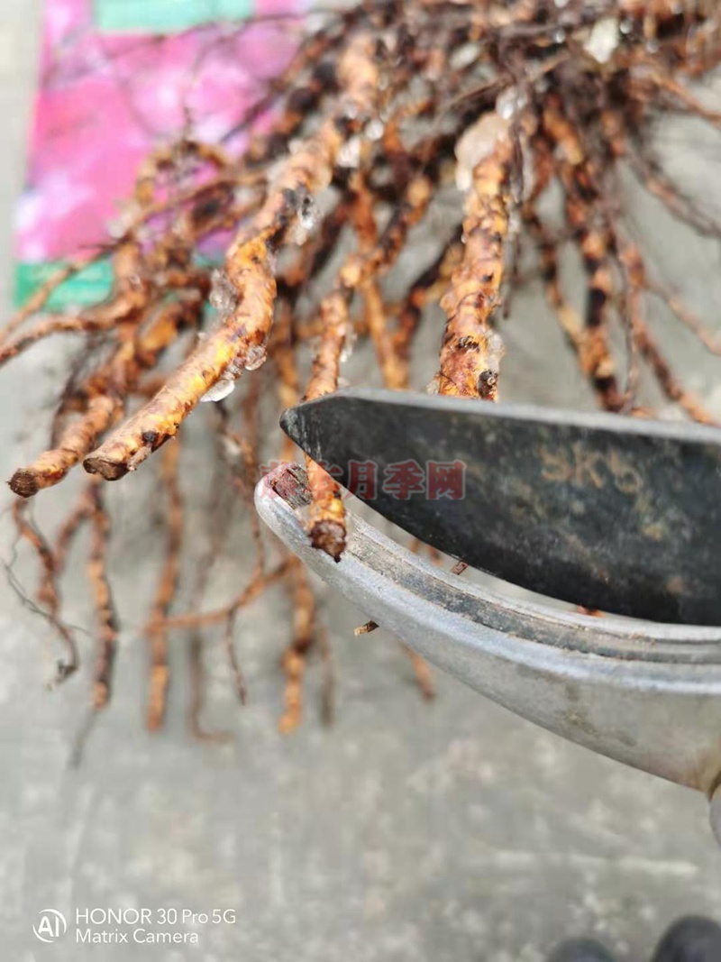 月季蓝莓蛋糕开箱及种植方法分享 月季蓝莓蛋糕开箱及种植方法分享