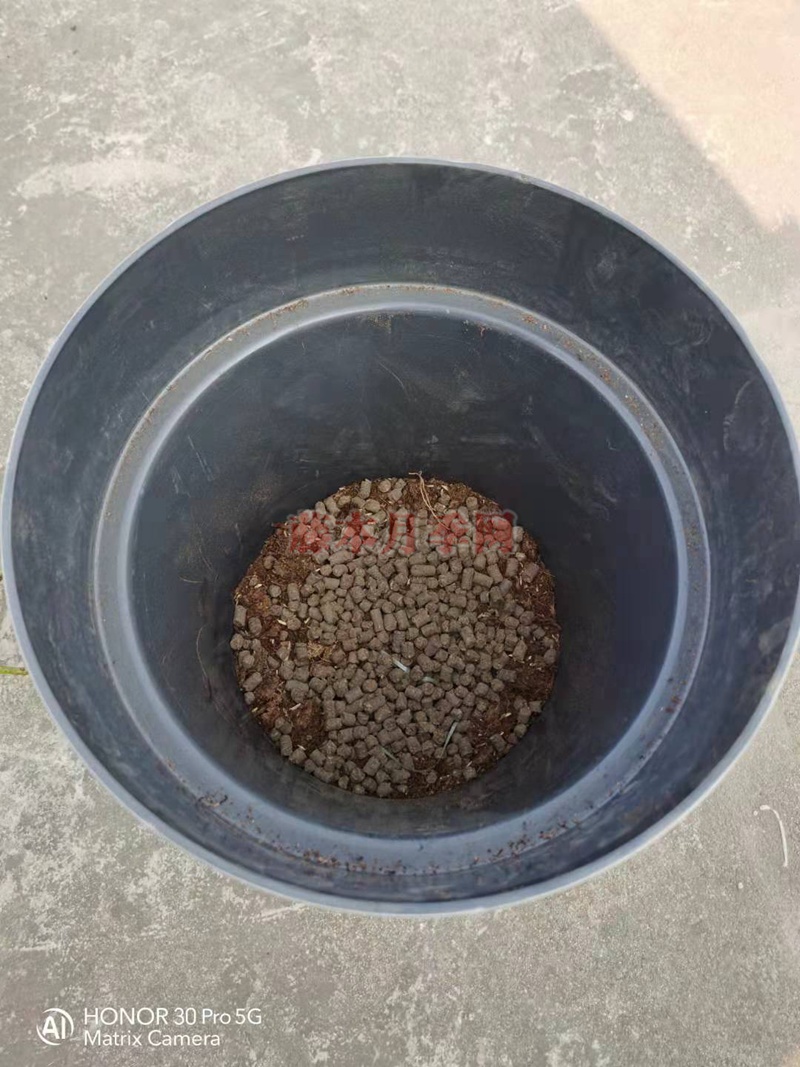 月季蓝莓蛋糕开箱及种植方法分享 月季蓝莓蛋糕开箱及种植方法分享