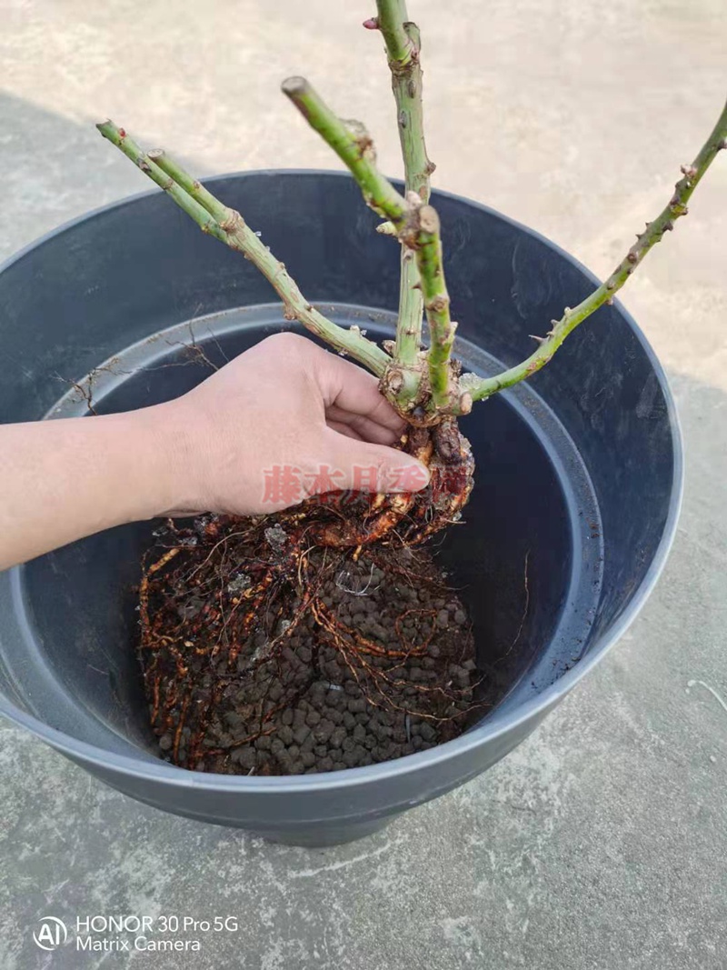 月季蓝莓蛋糕开箱及种植方法分享 月季蓝莓蛋糕开箱及种植方法分享