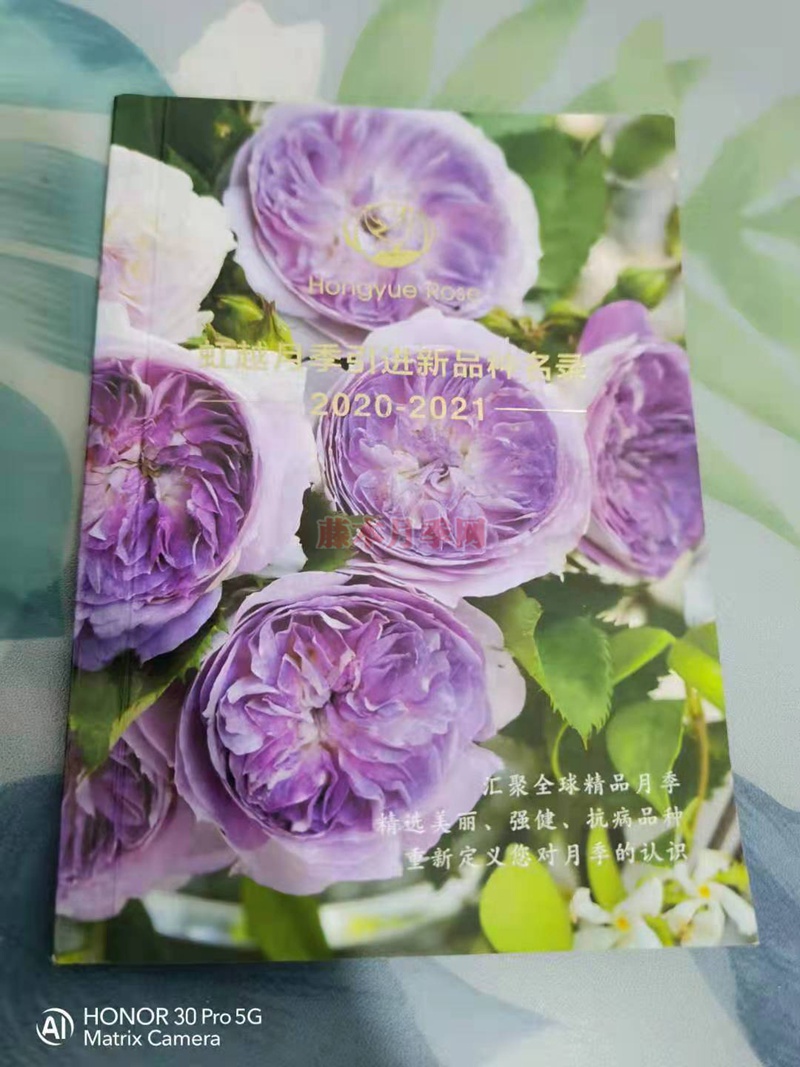 月季蓝莓蛋糕开箱及种植方法分享 月季蓝莓蛋糕开箱及种植方法分享