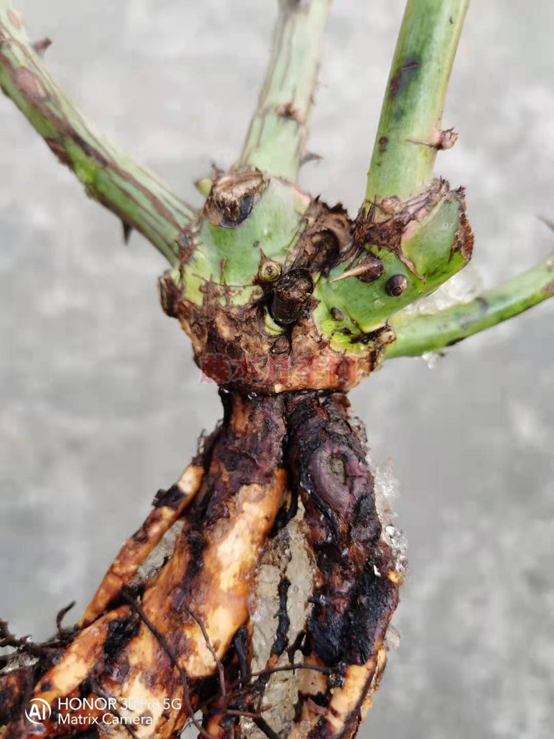 月季蓝莓蛋糕开箱及种植方法分享 月季蓝莓蛋糕开箱及种植方法分享