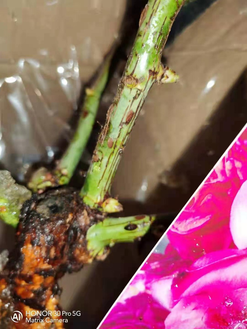 月季蓝莓蛋糕开箱及种植方法分享 月季蓝莓蛋糕开箱及种植方法分享